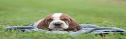 Basset Hound dogs for sale: Sam - Ad 1