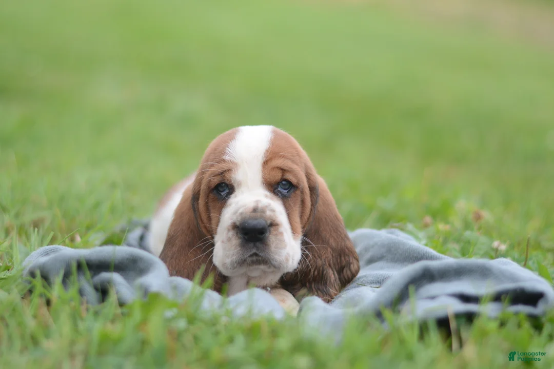 Basset Hound dogs for sale: Sam - Ad 1