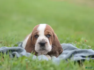 Basset Hound dogs for sale: Sam - Ad 2