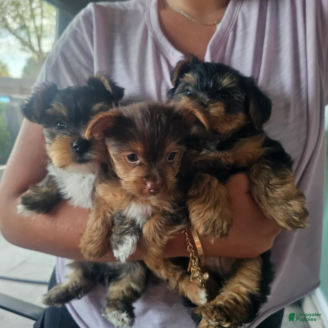 Yorkshire Terrier dogs for sale: Yorkshire Terrier Puppy teacup coco - Ad 7