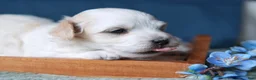 Coton De Tulear dogs for sale: Ruger - Ad 4