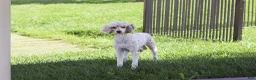 Sheepadoodle dogs for sale: Mimi - Ad 7