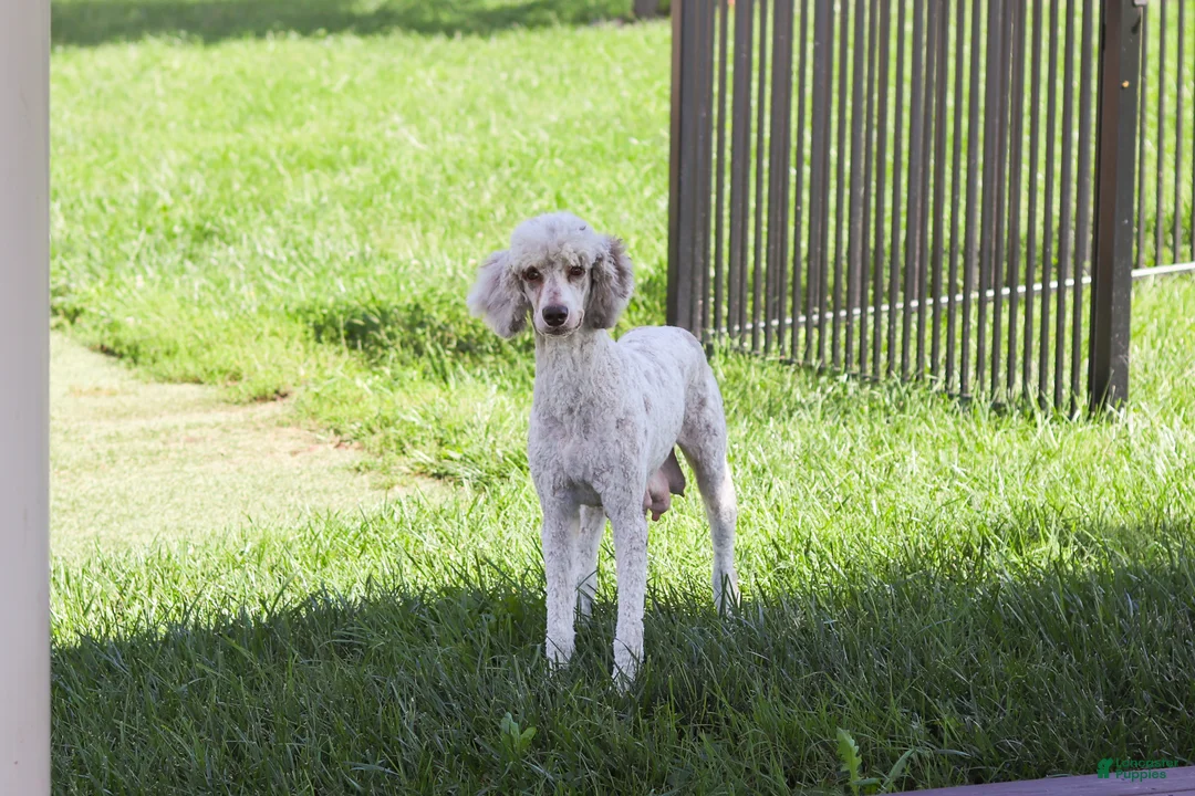 Sheepadoodle dogs for sale: Mimi - Ad 7