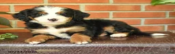 Bernedoodle dogs for sale: Jenny - Ad 4