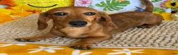 Miniature Dachshund dogs for sale: Ellis - Ad 3