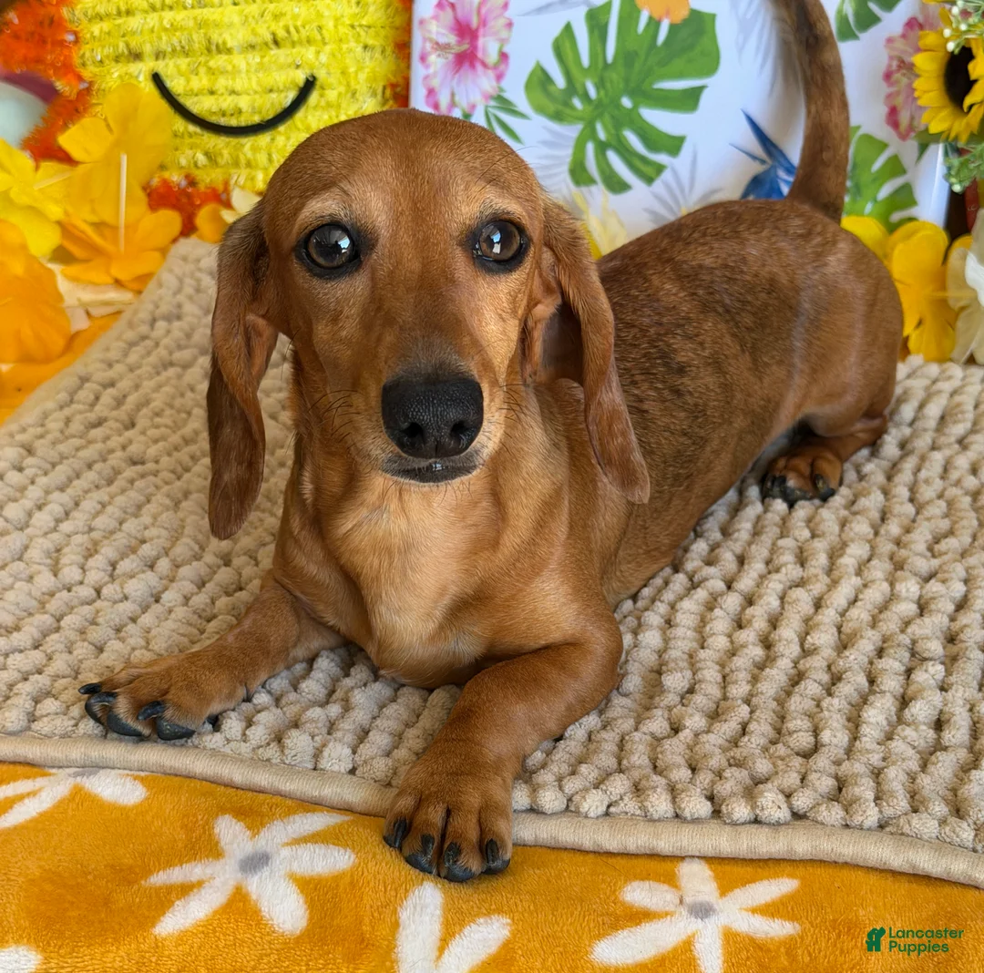 Miniature Dachshund dogs for sale: Ellis - Ad 3