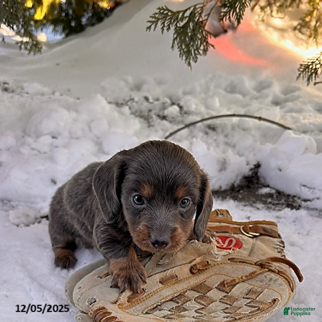 Dachshund dogs for sale: Cole - Ad 4