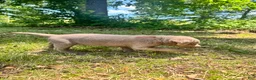 Labrador Retriever dogs for sale: Red - Ad 2
