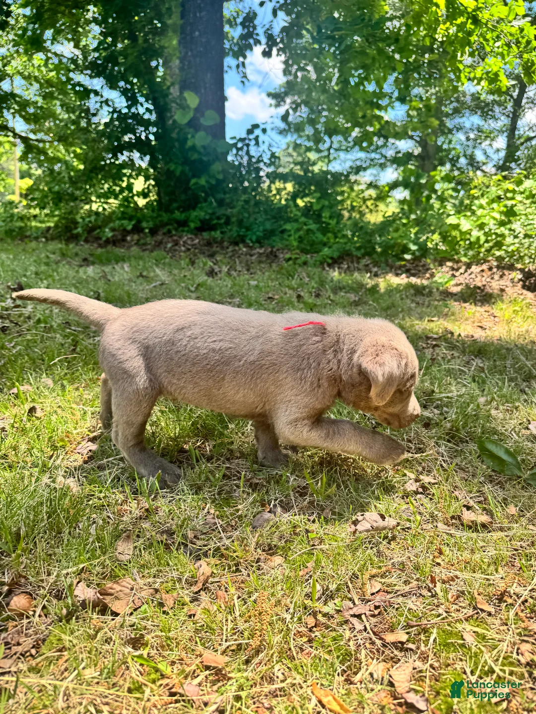 Labrador Retriever dogs for sale: Red - Ad 2