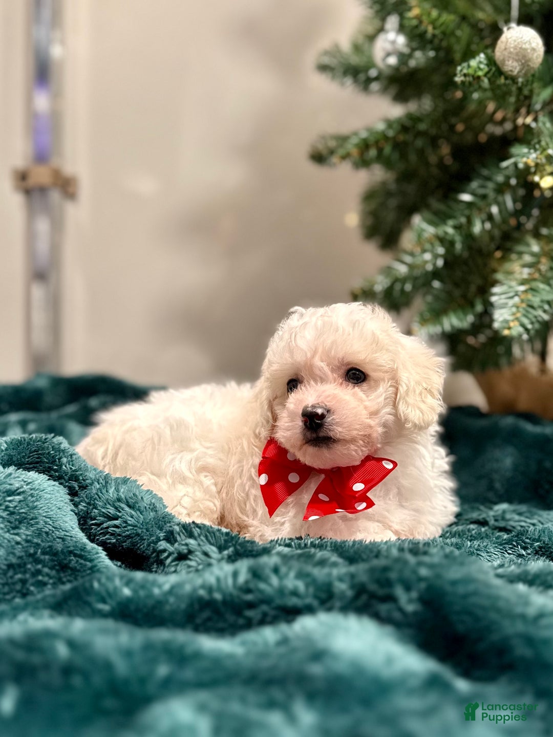 Bichon Frise dogs for sale: Cohen ACA - Ad 2