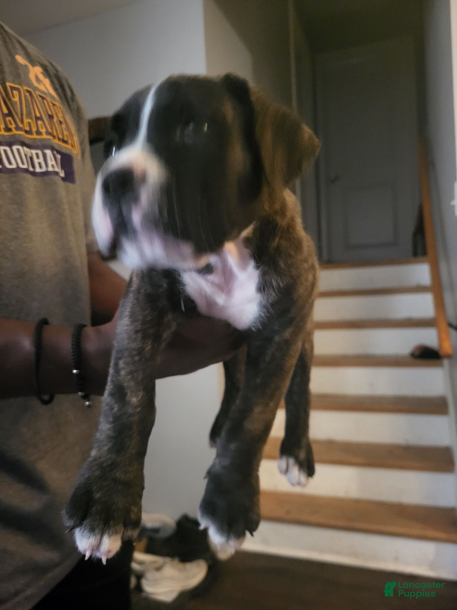 Mixed Breed dogs Mixed Breed 3 - Ad 1