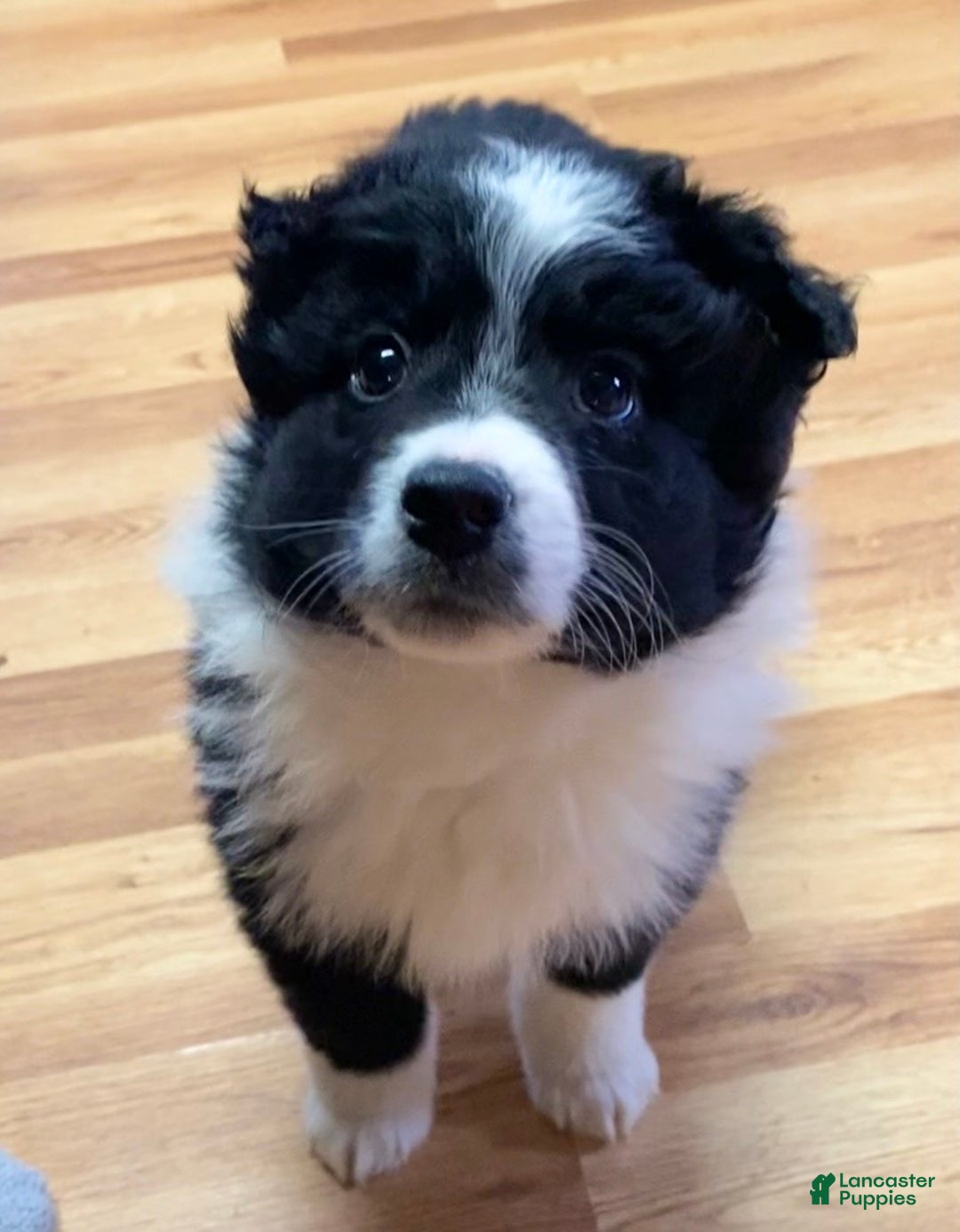 Australian Shepherd dogs for sale: Missy - Ad 3