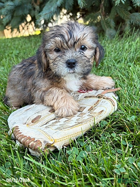 Shorkie dogs Ace - Ad 1