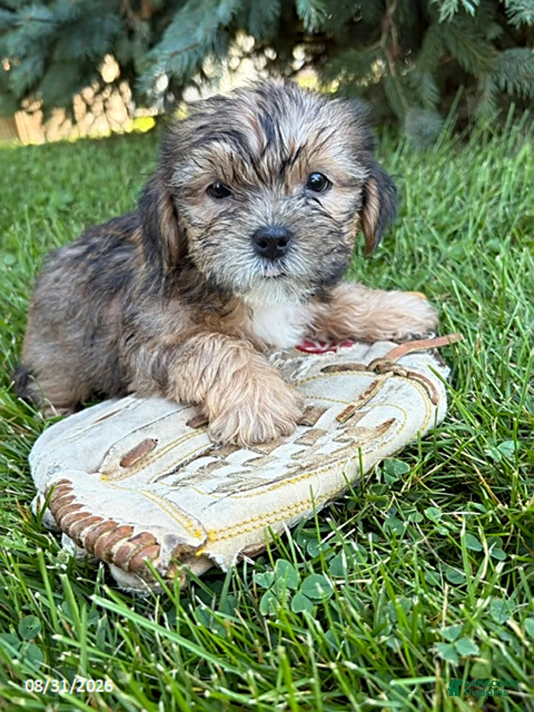 Shorkie dogs for sale: Ace - Ad 1