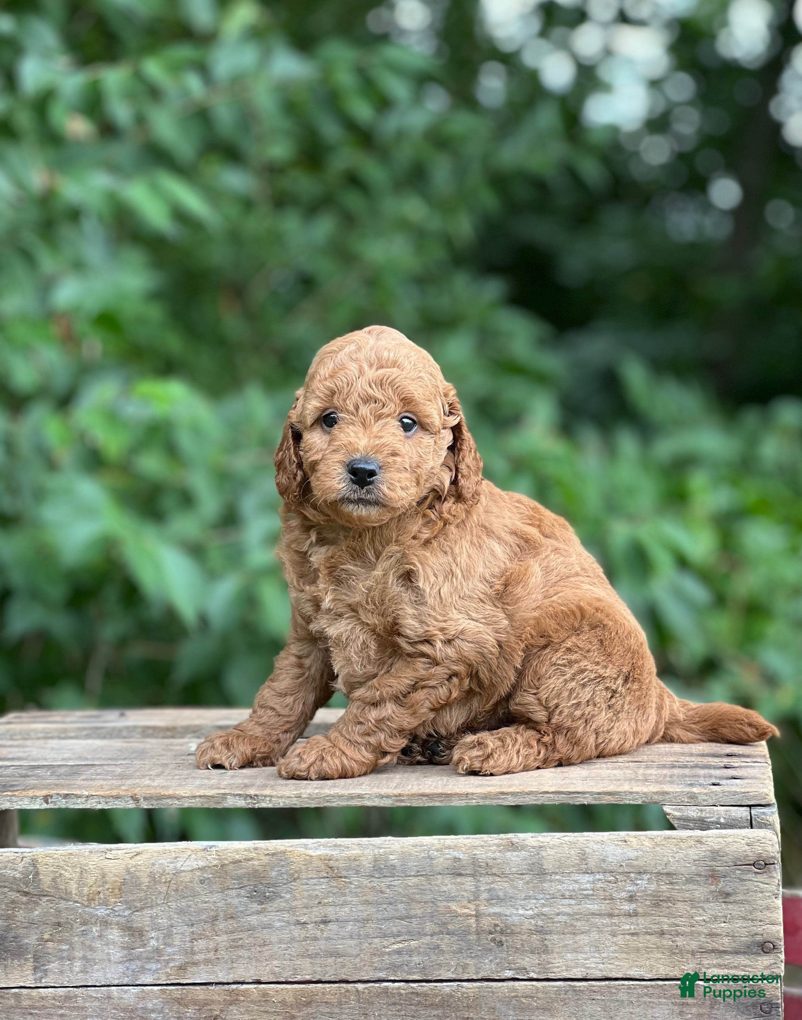 Mini Goldendoodle dogs Milo - Ad 4