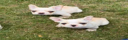 French Bulldog dogs for sale: Fire puppy number 1 - Ad 14