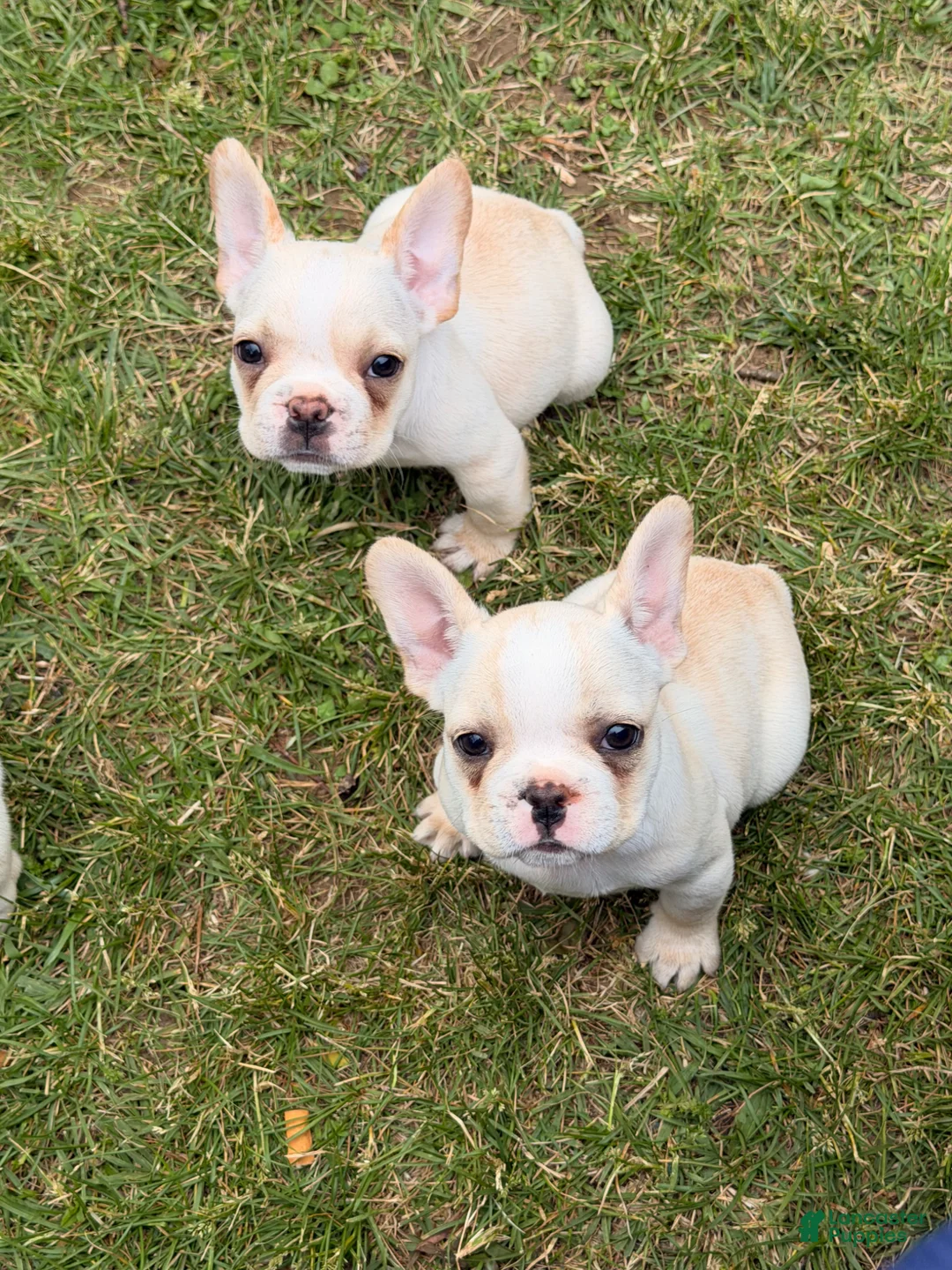 French Bulldog dogs for sale: Fire puppy number 1 - Ad 14