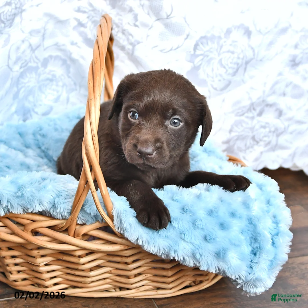 Labrador Retriever dogs for sale: Leroy - Ad 2