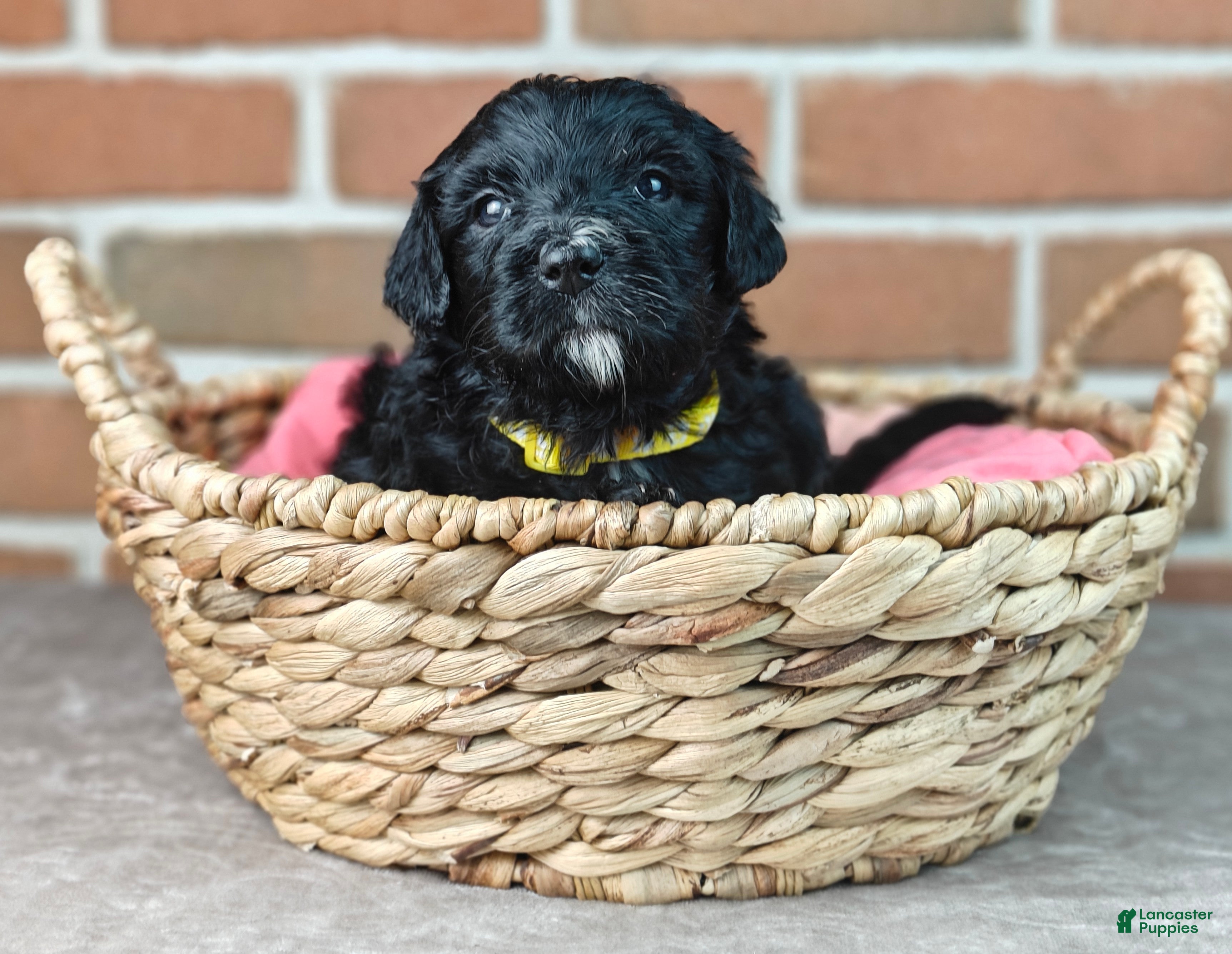 Bernedoodle dogs Smokey  - Ad 1