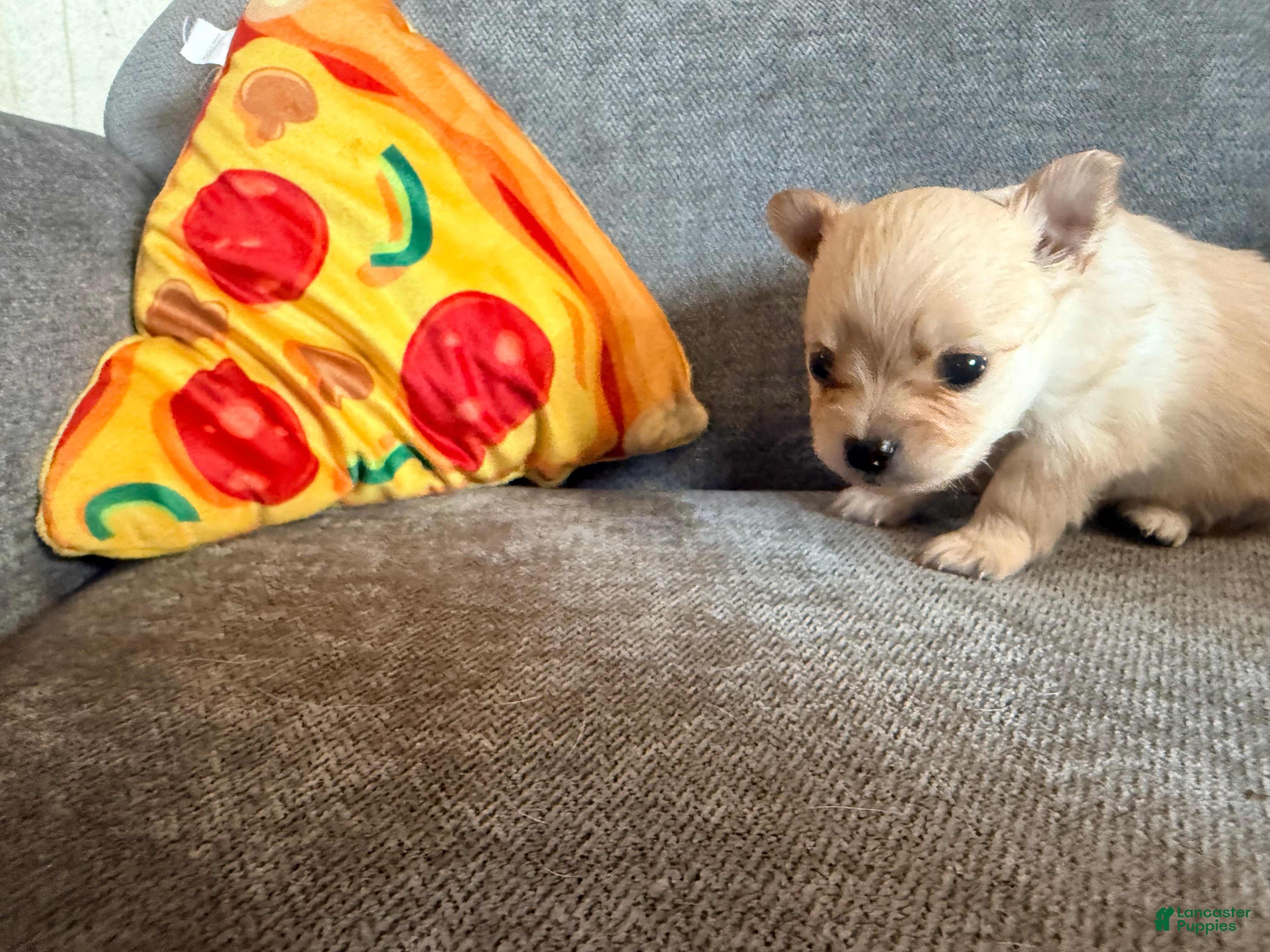 Pomchi dogs Fuji - Ad 14