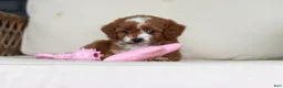 Cavapoo dogs for sale: Pumpkin - Ad 11