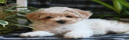 Bichpoo dogs for sale: Baxter - Ad 5