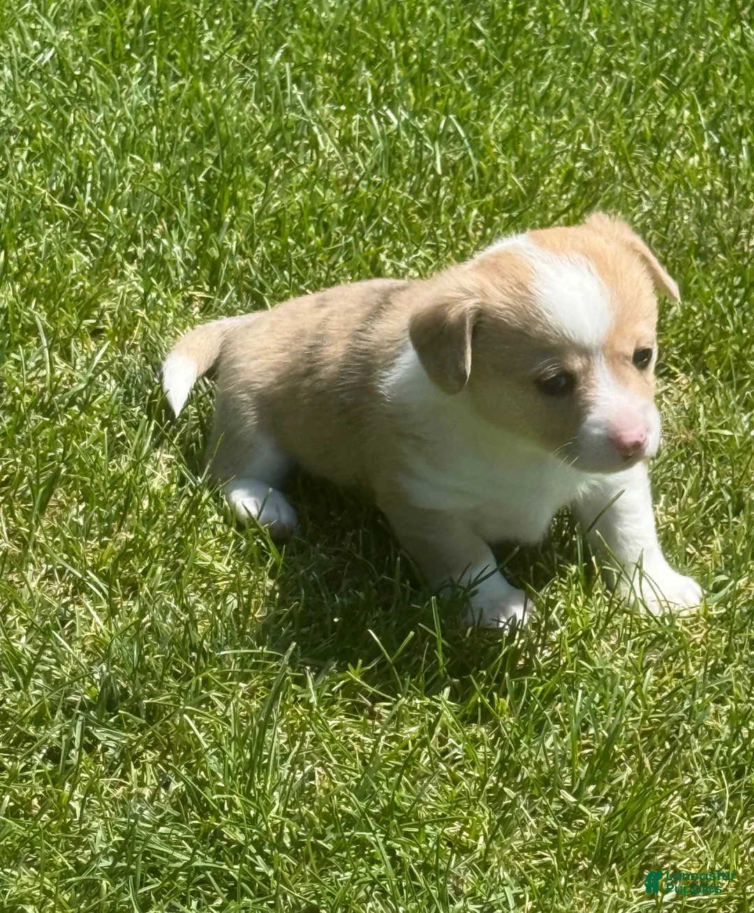 Welsh Corgi Pembroke dogs for sale: Welsh Corgi Pembroke 2 - Ad 2