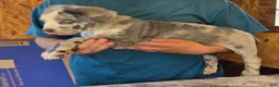 Mixed Breed dogs for sale: Hawks Mr Boomer - Ad 3