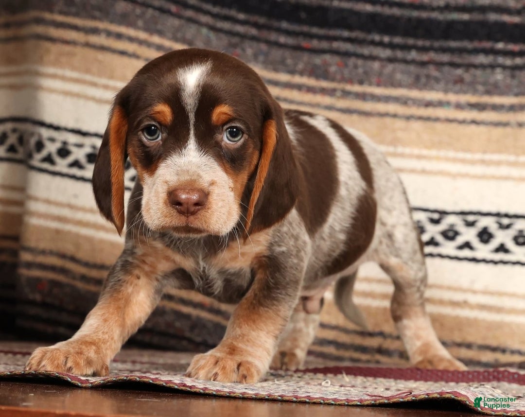 Beagle dogs for sale: Comet - Ad 4