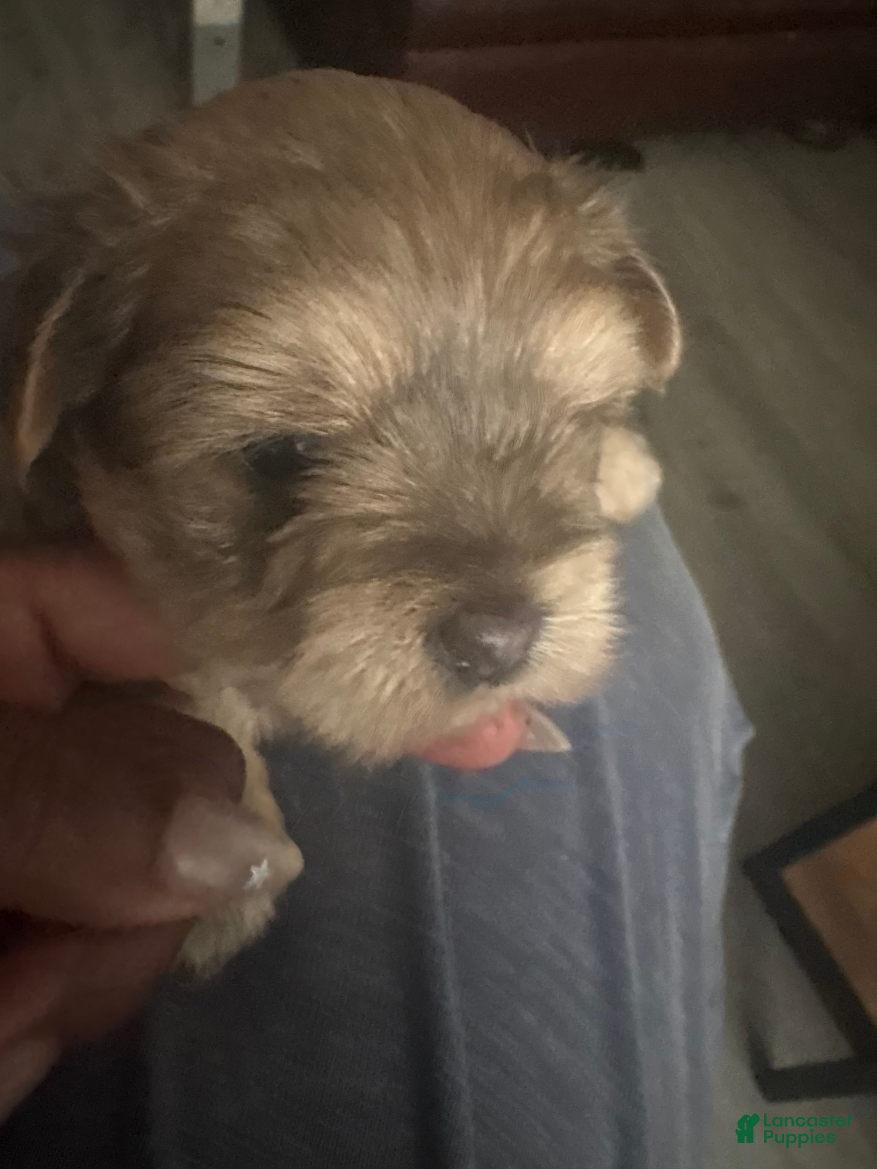 Morkie dogs for sale: Truffles - Ad 2