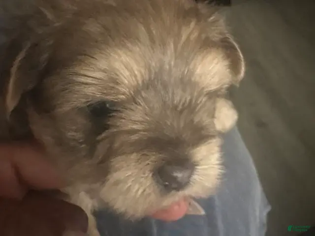 Morkie dogs for sale: Truffles - Ad 1