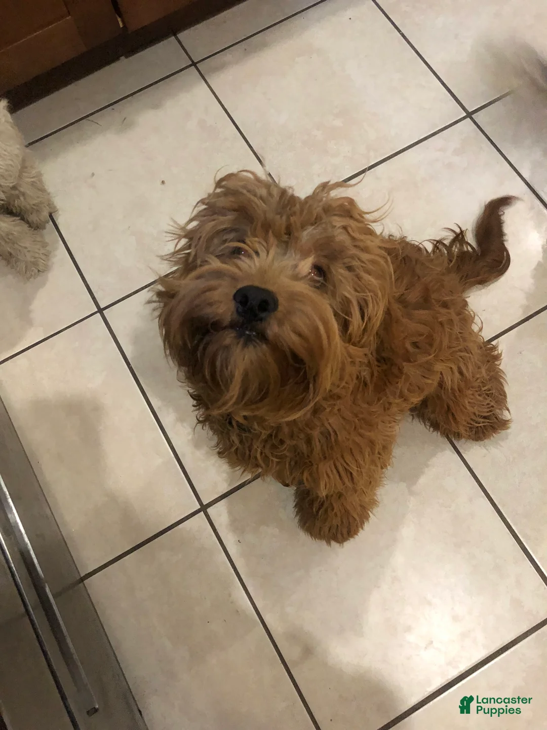 Goldendoodle dogs for sale: Ala - Ad 2