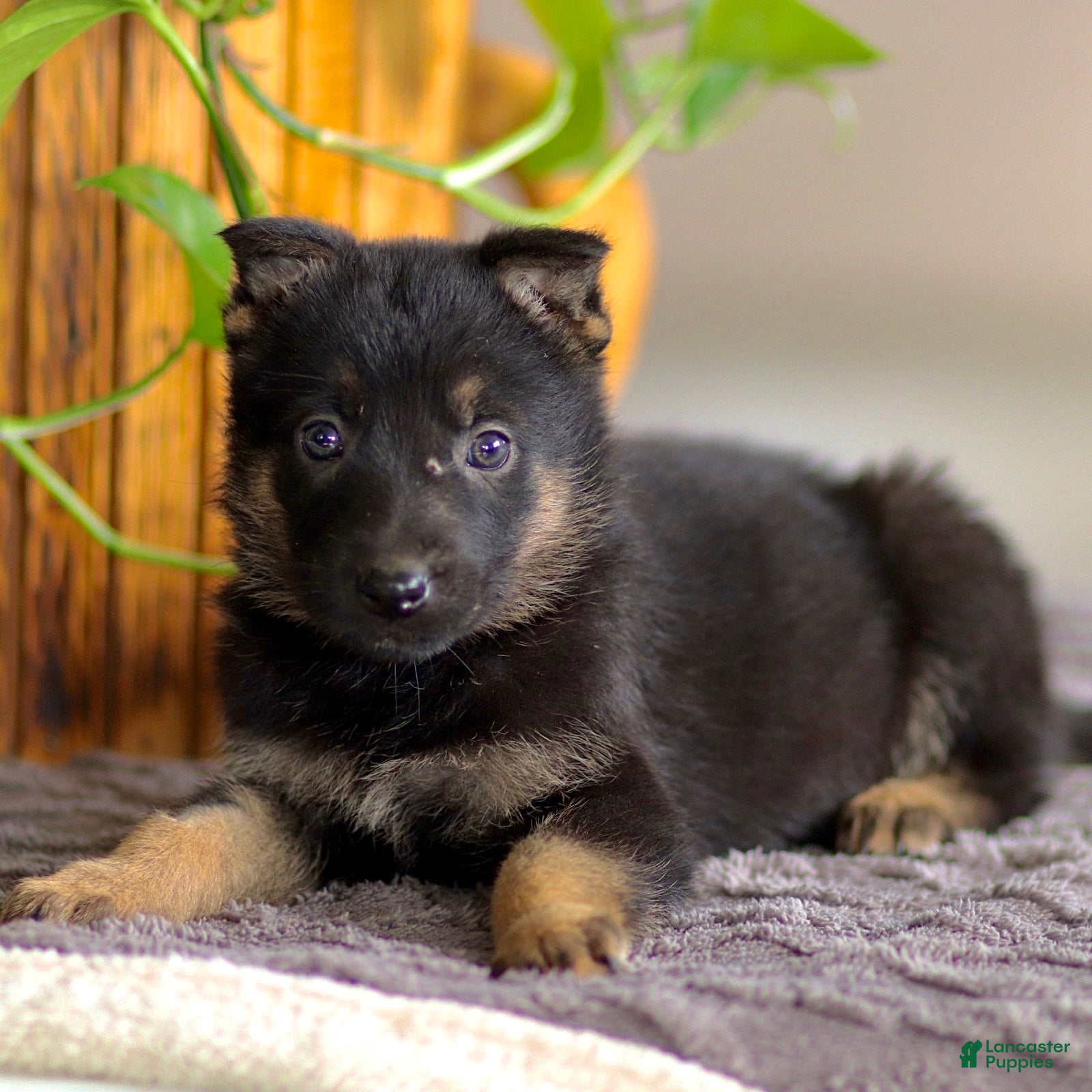German Shepherd dogs Gina - Ad 1
