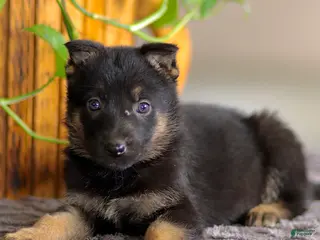 German Shepherd dogs for sale: Gina - Ad 1