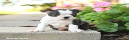 Boston Terrier dogs for sale: Lily - Ad 3