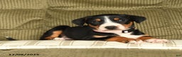 Greater Swiss Mountain Dog dogs for sale: Rain - Ad 2