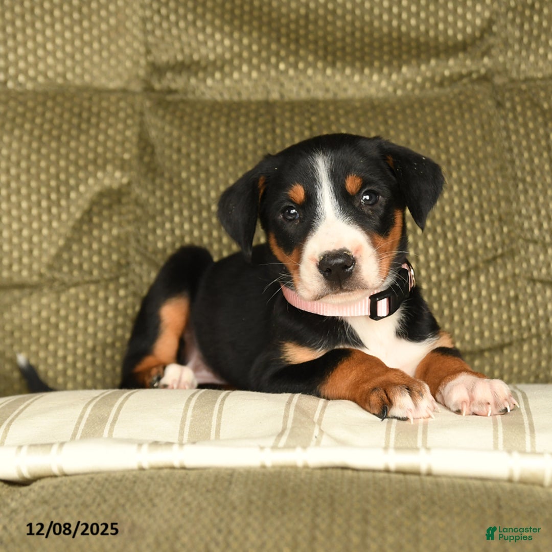 Greater Swiss Mountain Dog dogs for sale: Rain - Ad 2