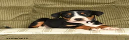 Greater Swiss Mountain Dog dogs for sale: Rain - Ad 2