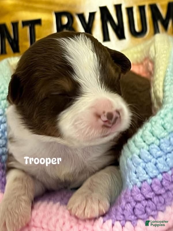 Australian Shepherd dogs Trooper - Ad 17