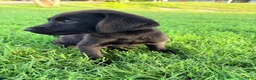 Labrador Retriever dogs for sale: Labrador Retriever 8 - Ad 8