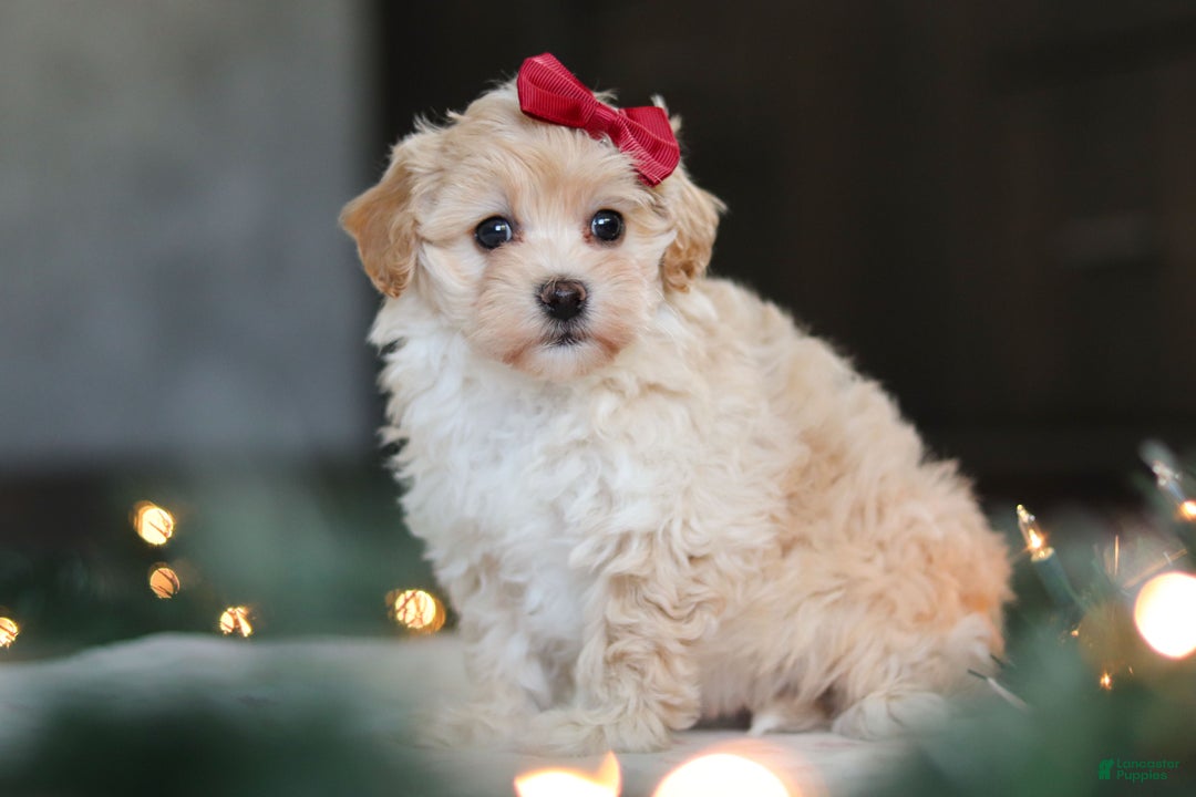 Havapoo dogs for sale: Sage - Ad 6