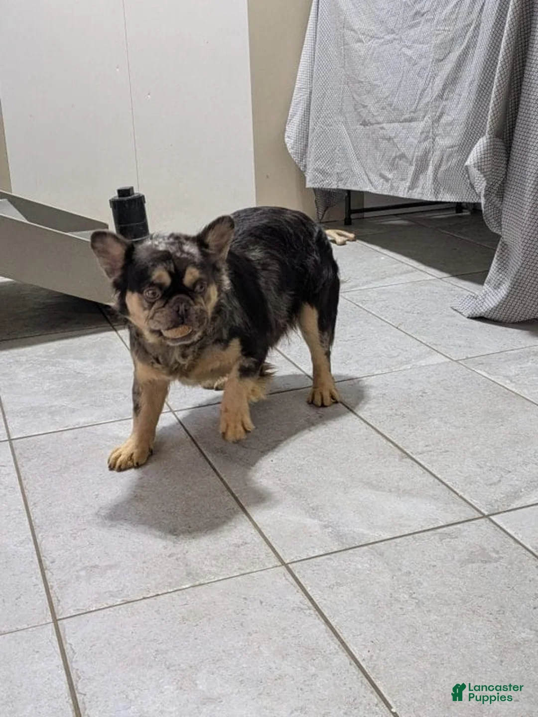 French Bulldog dogs for sale: Neon - Ad 11