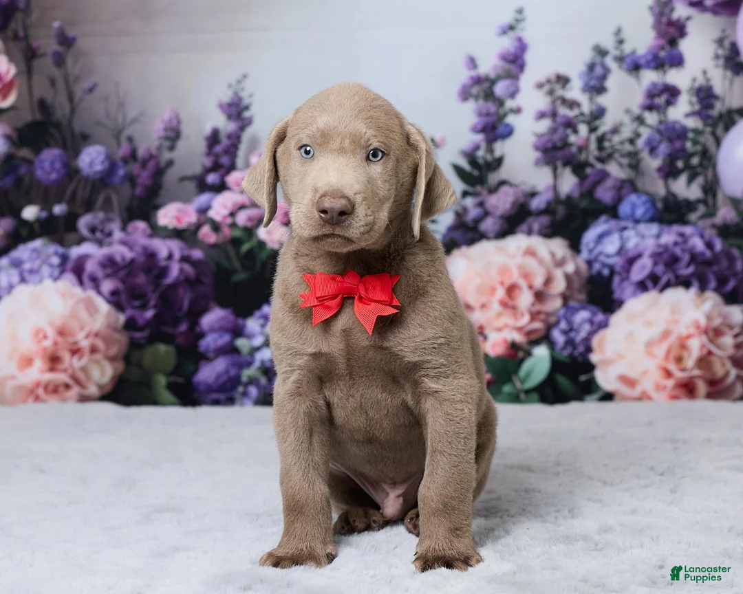 Labrador Retriever dogs for sale: Bowser - Ad 1