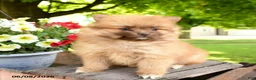 Pomeranian dogs for sale: Kit - Ad 3