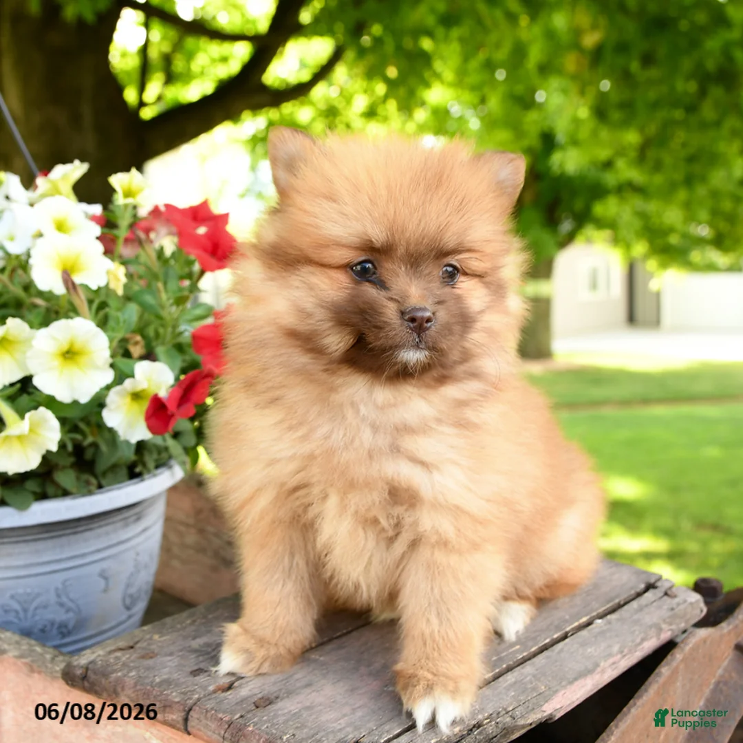 Pomeranian dogs for sale: Kit - Ad 3