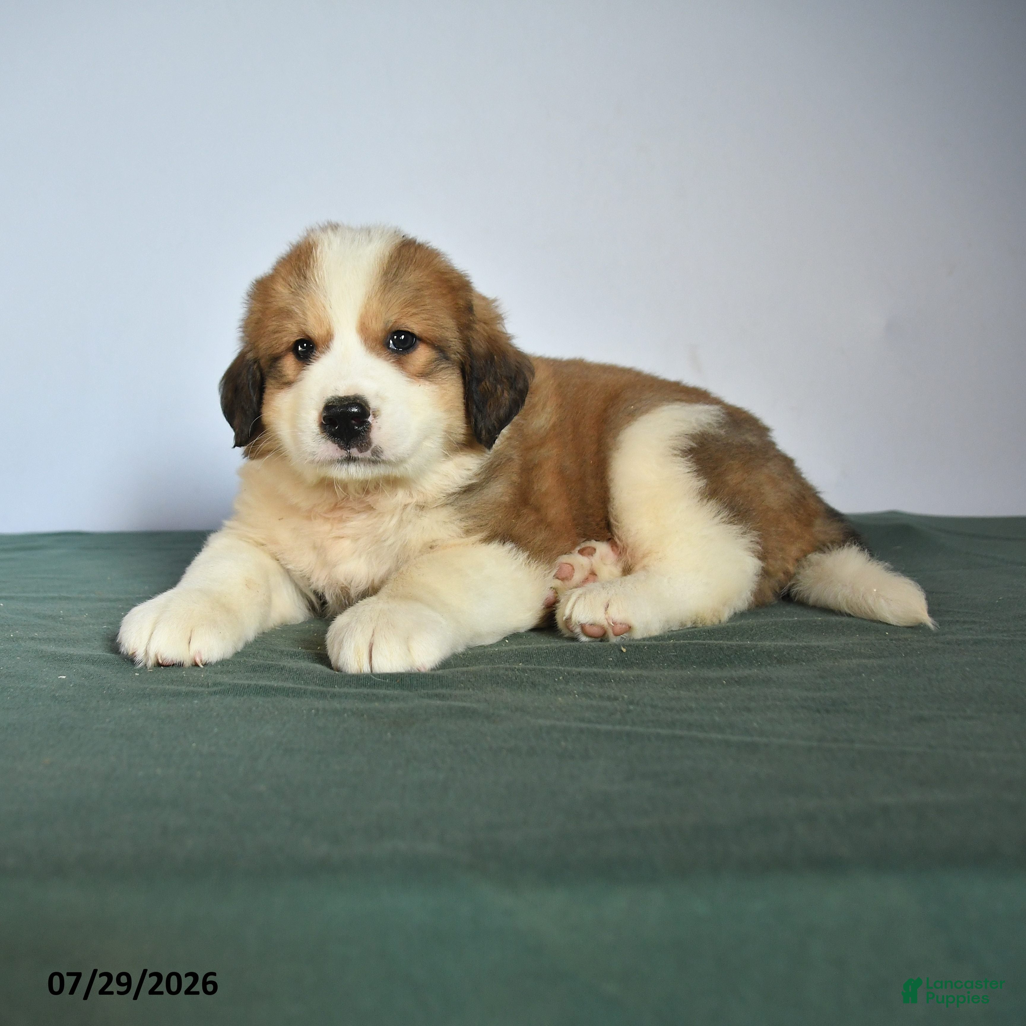 Mixed Breed dogs Chum  - Ad 1
