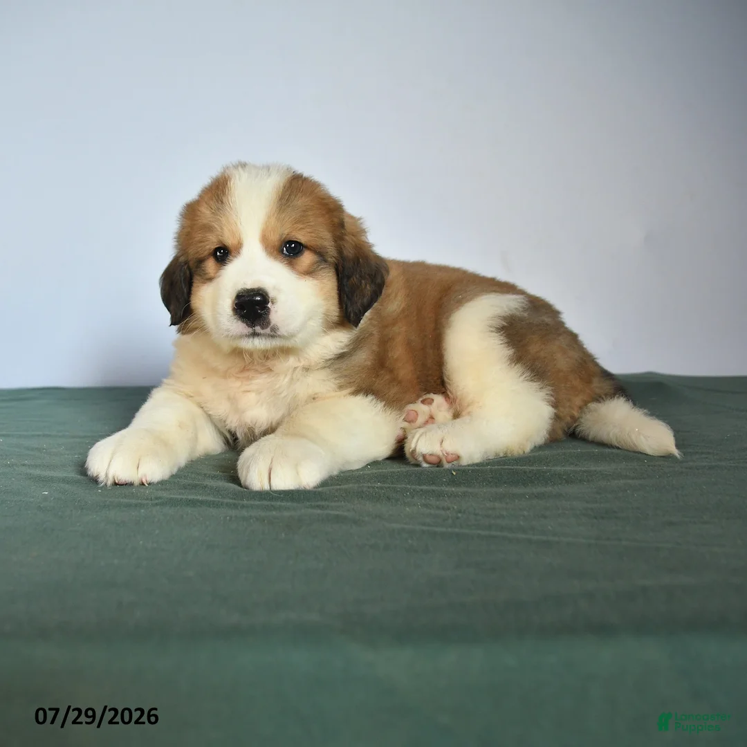 Mixed Breed dogs for sale: Chum  - Ad 1