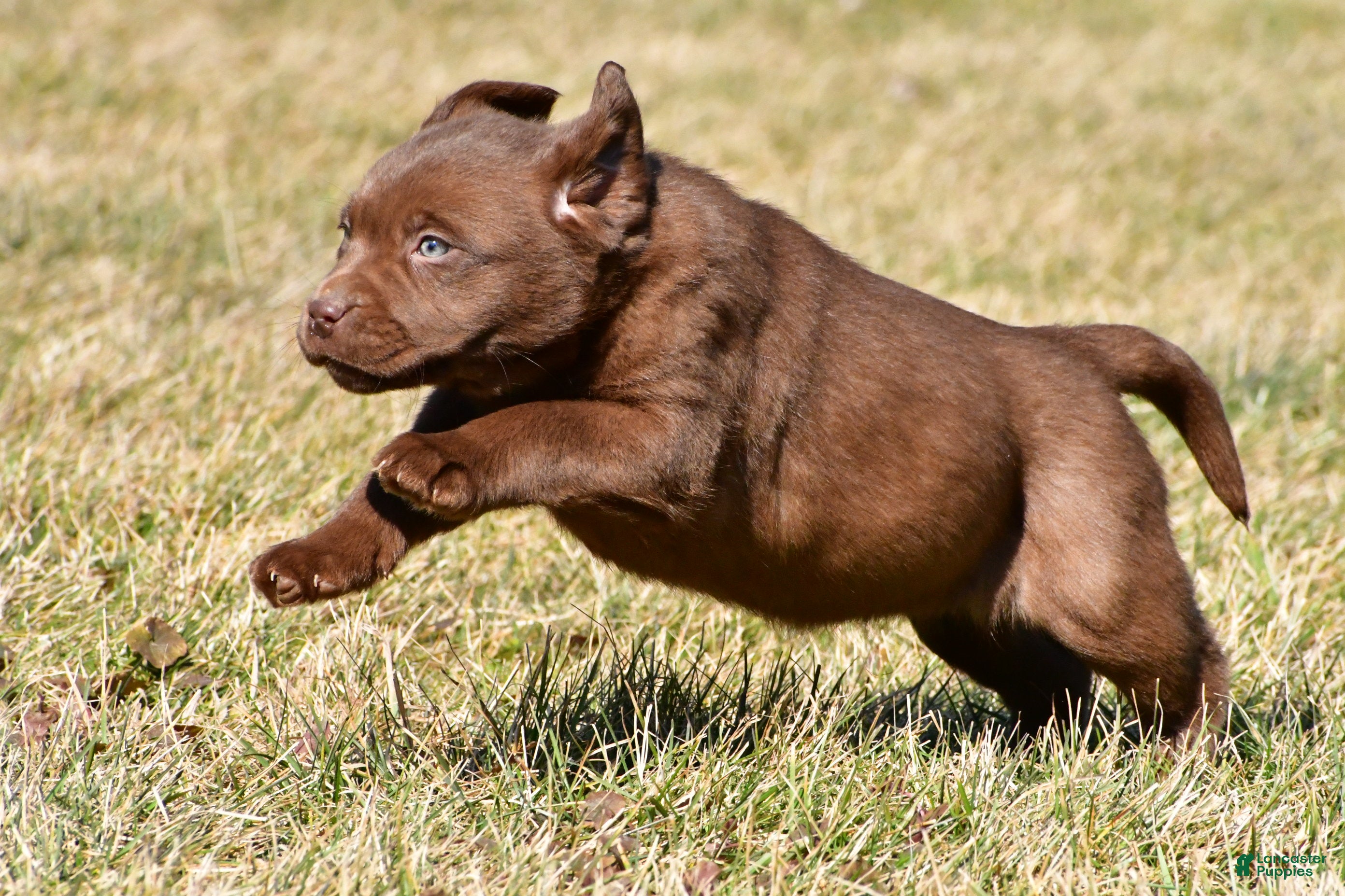 Labrador Retriever dogs Jessa - Ad 2