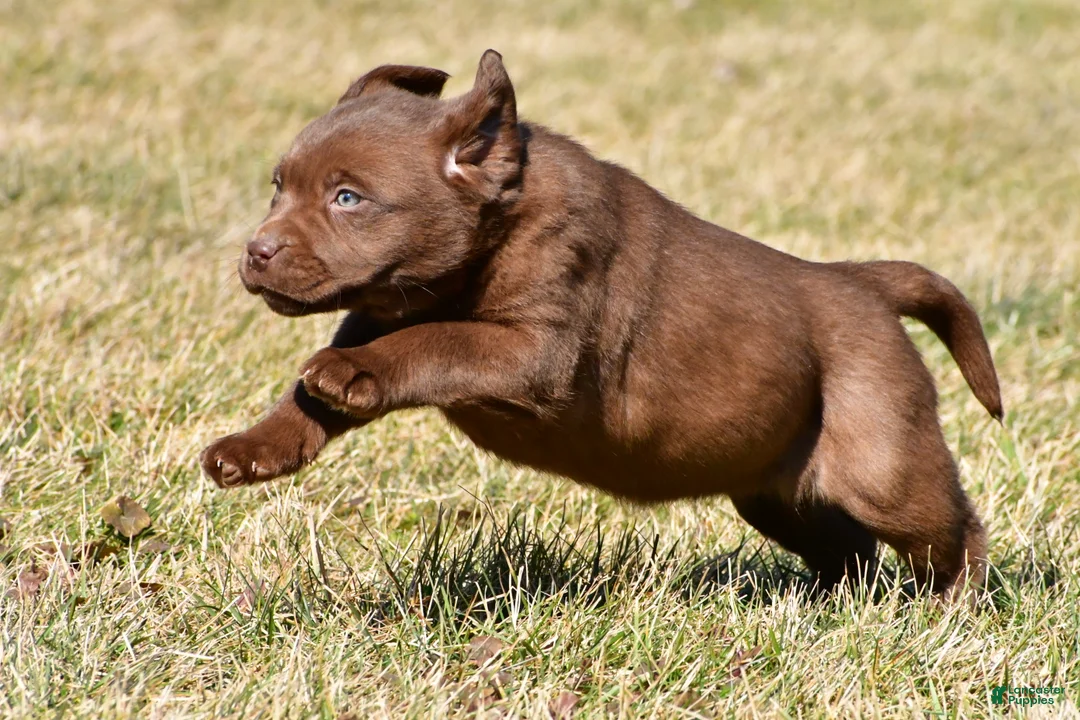 Labrador Retriever dogs for sale: Jessa - Ad 2