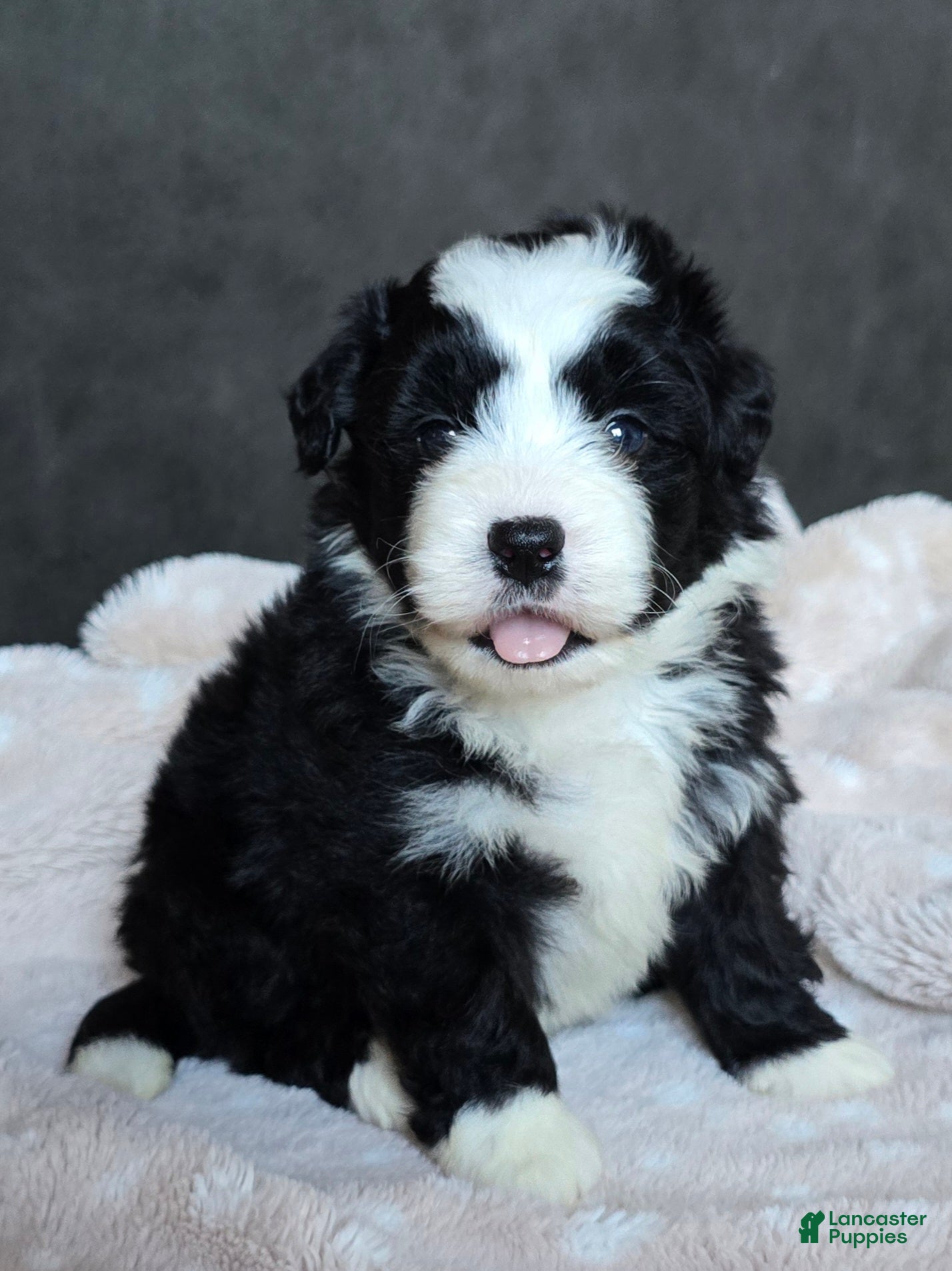 Mini Bernedoodle dogs Mini Wade - Ad 1